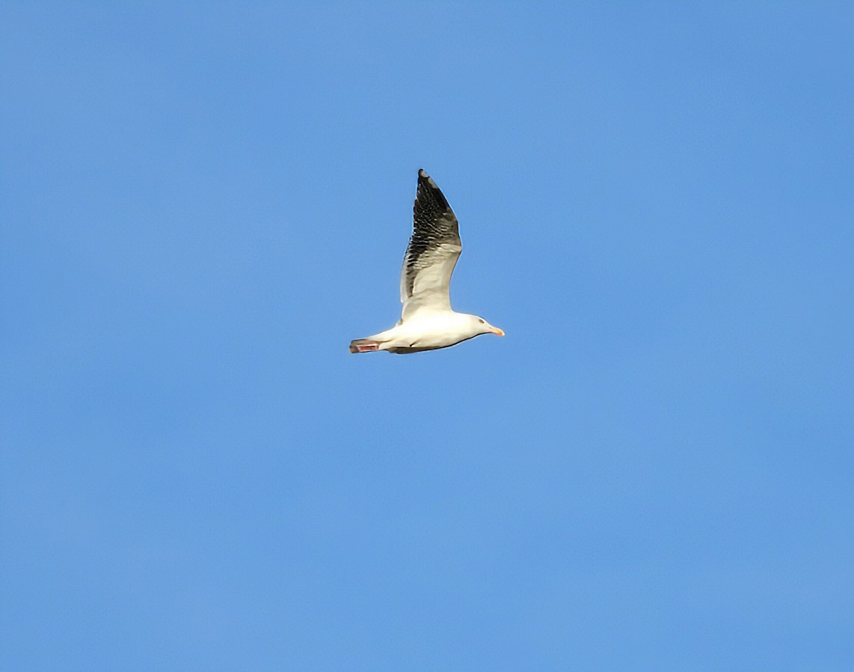 European Starling - ML647859177