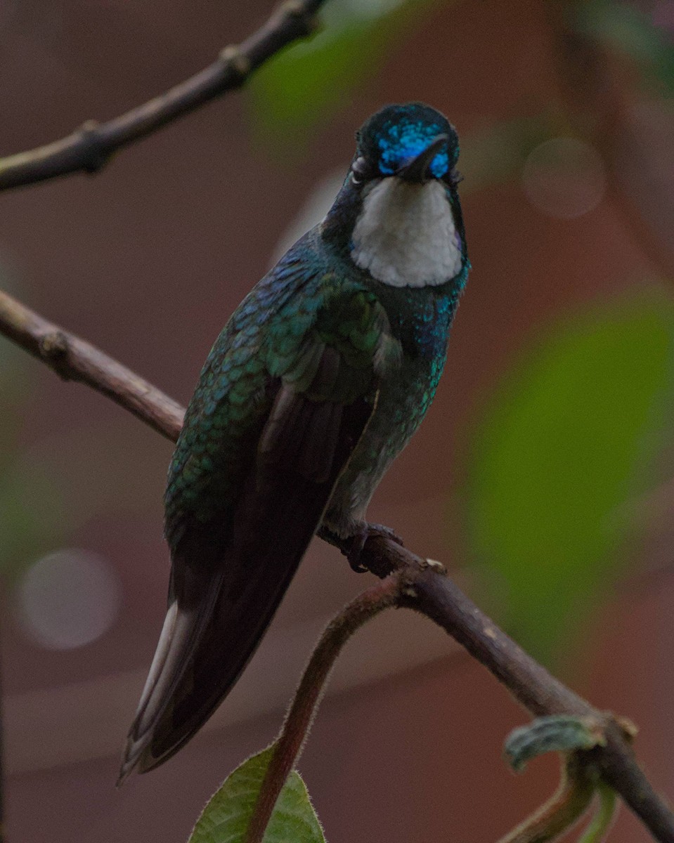 White-throated Mountain-gem - ML647859179