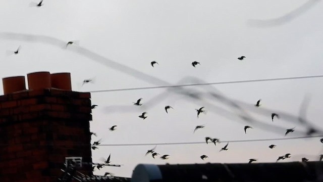 Шпак звичайний - ML647859180