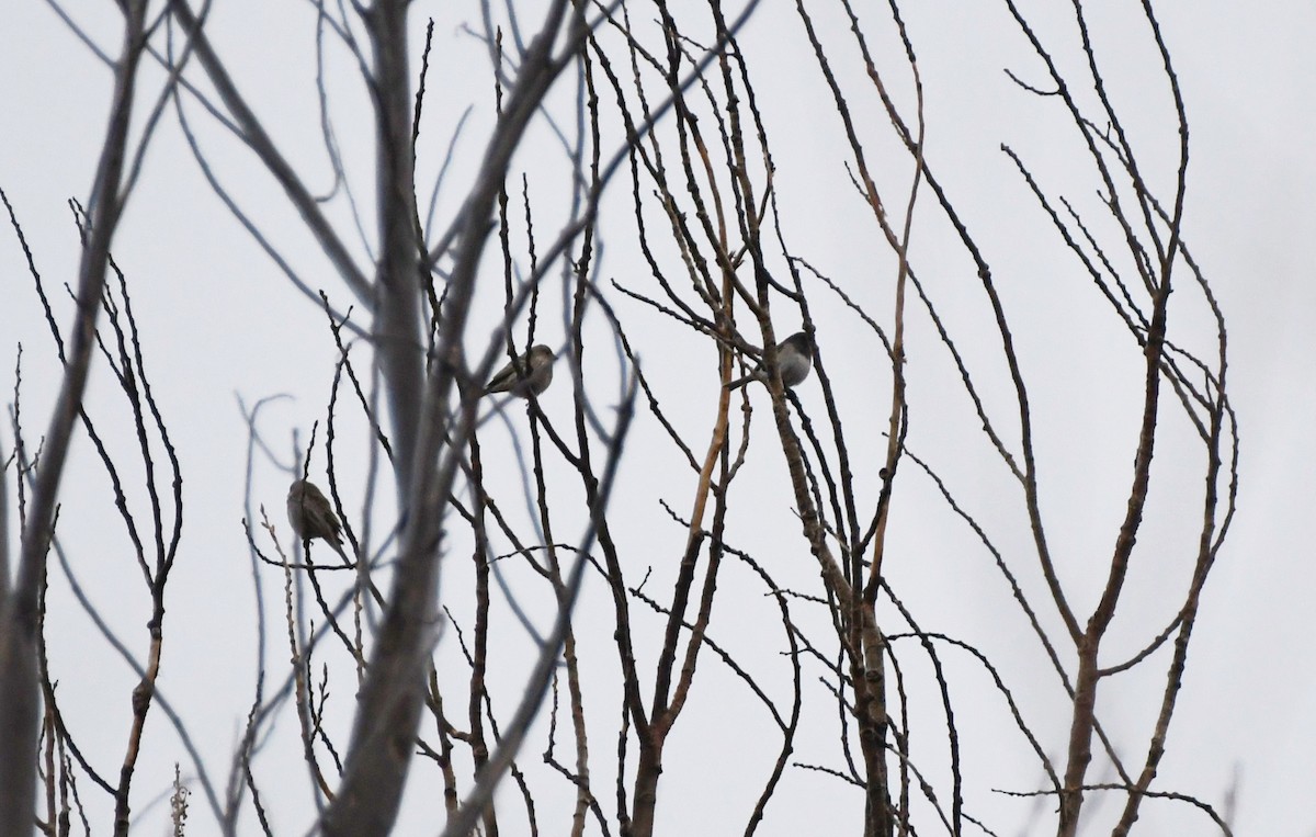 Dark-eyed Junco - ML647859186