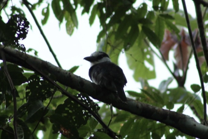 White-necked Puffbird - ML647859187