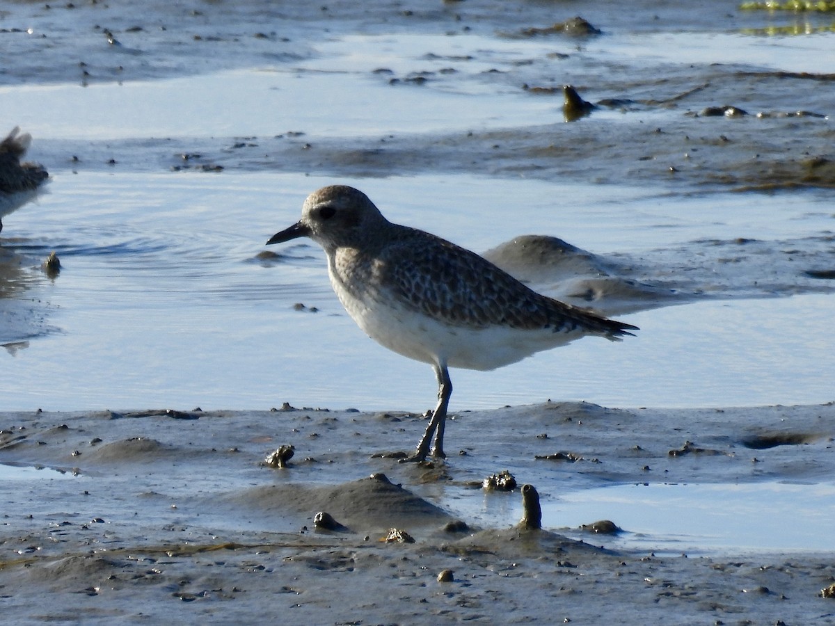 ダイゼン - ML647859191