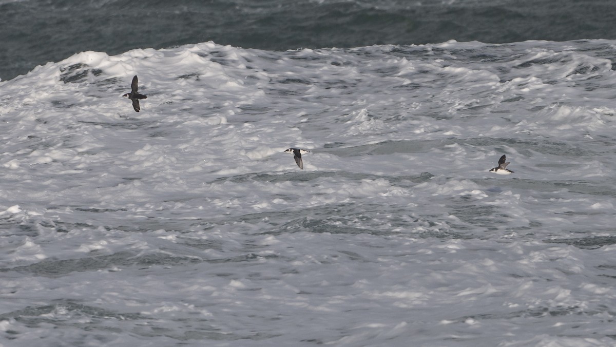 alkekonge - ML647859272