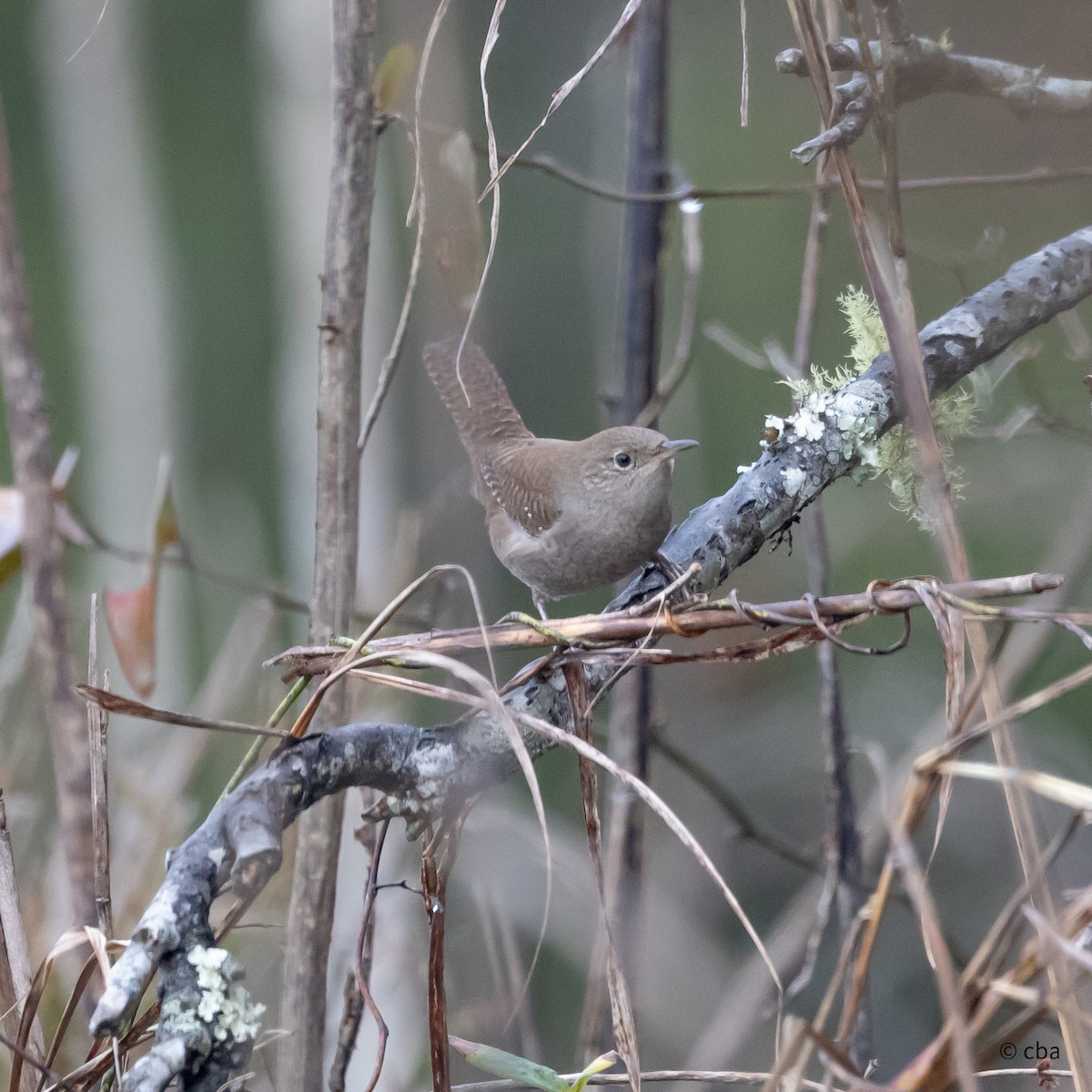 Northern House Wren - ML647859273