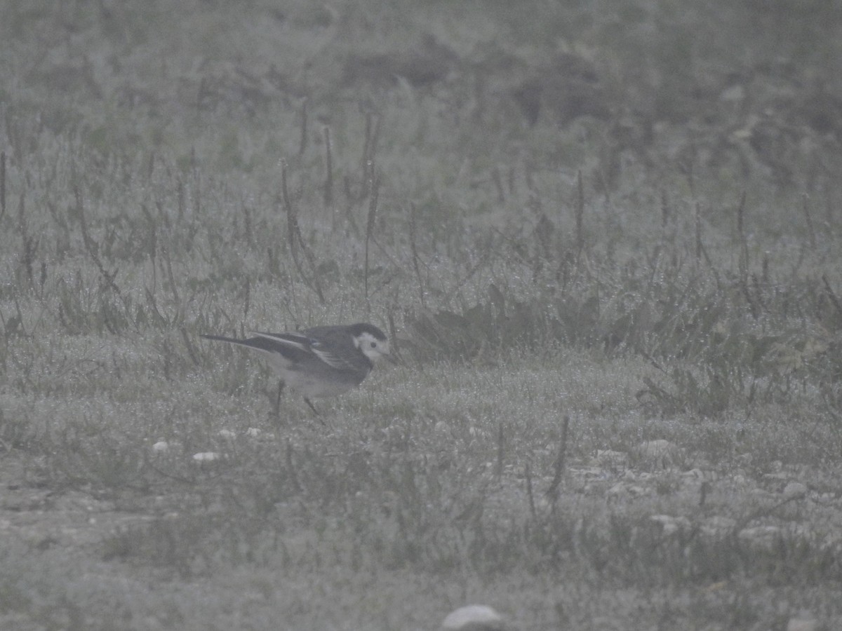 Bergeronnette grise (yarrellii) - ML647859295