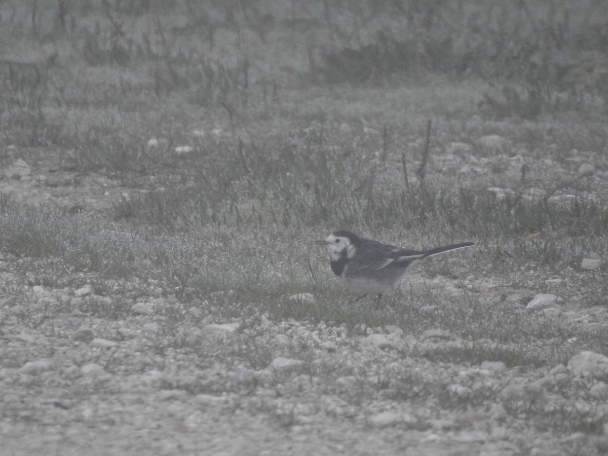 Bergeronnette grise (yarrellii) - ML647859298