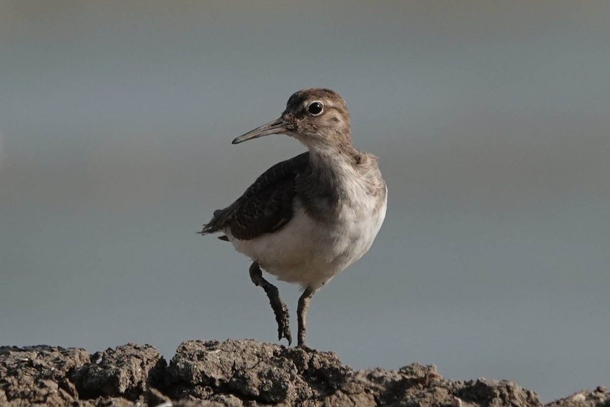 vodouš bahenní - ML647859305