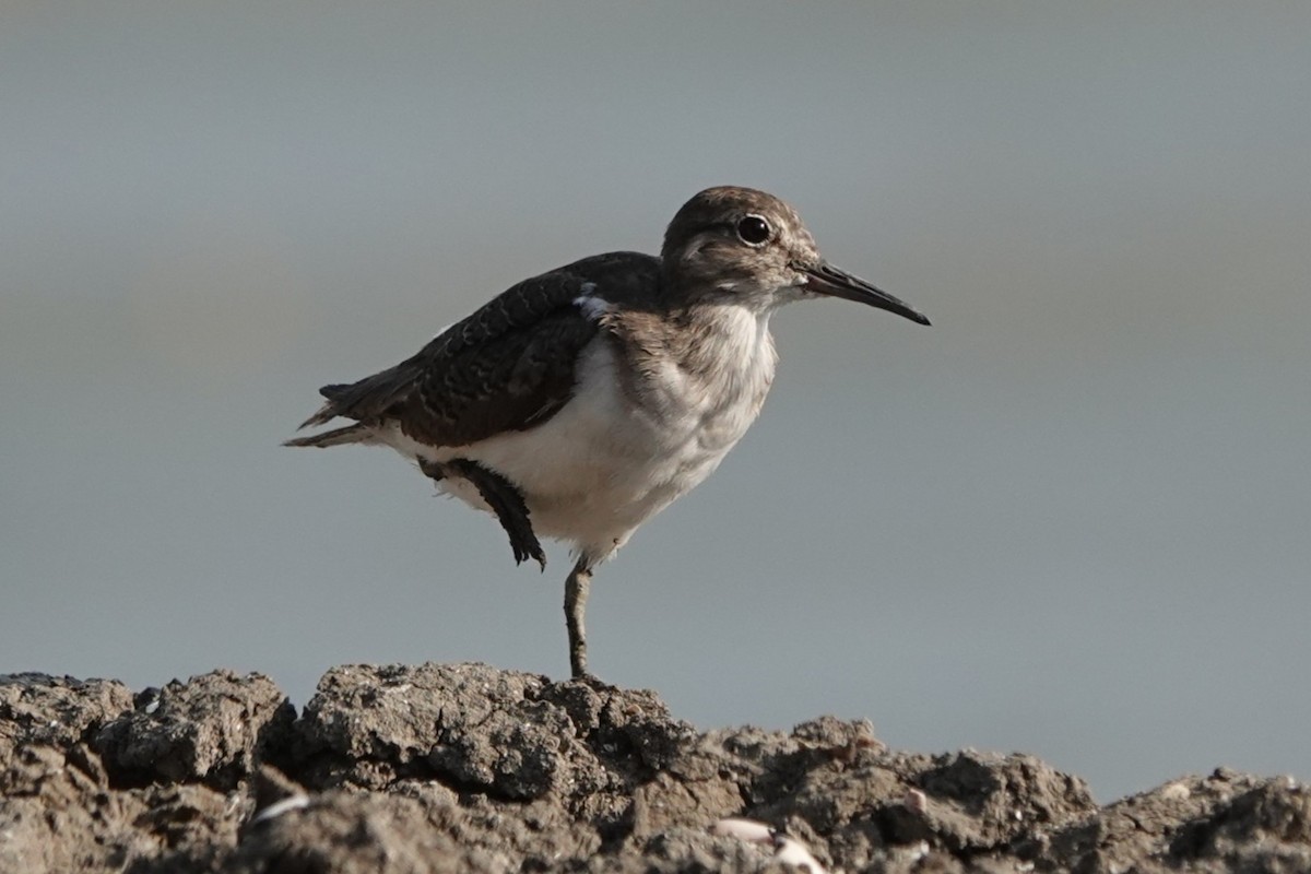 vodouš bahenní - ML647859306