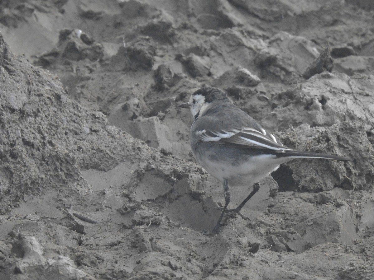 Bergeronnette grise - ML647859308