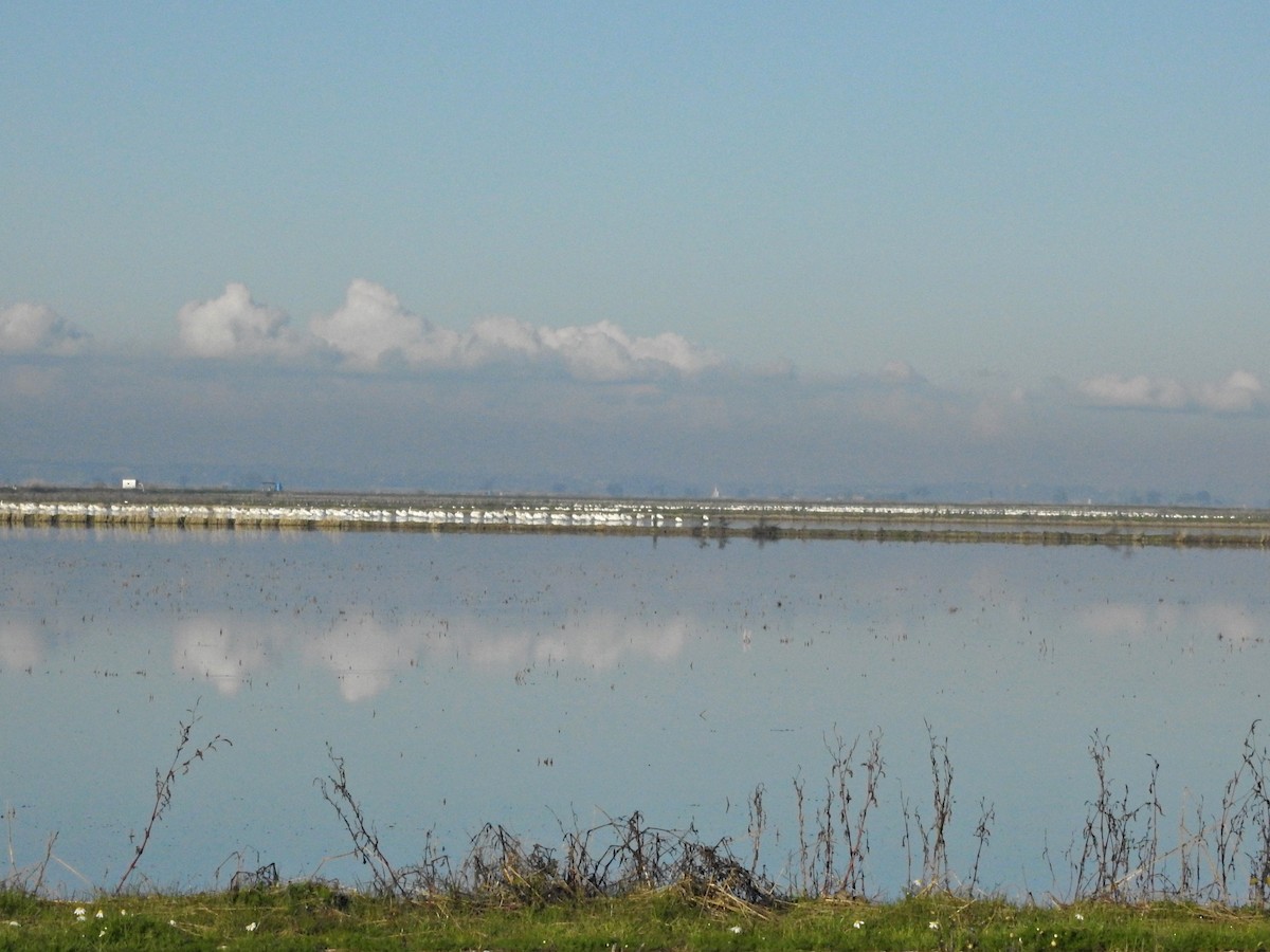 Kaşıkçı - ML647859349