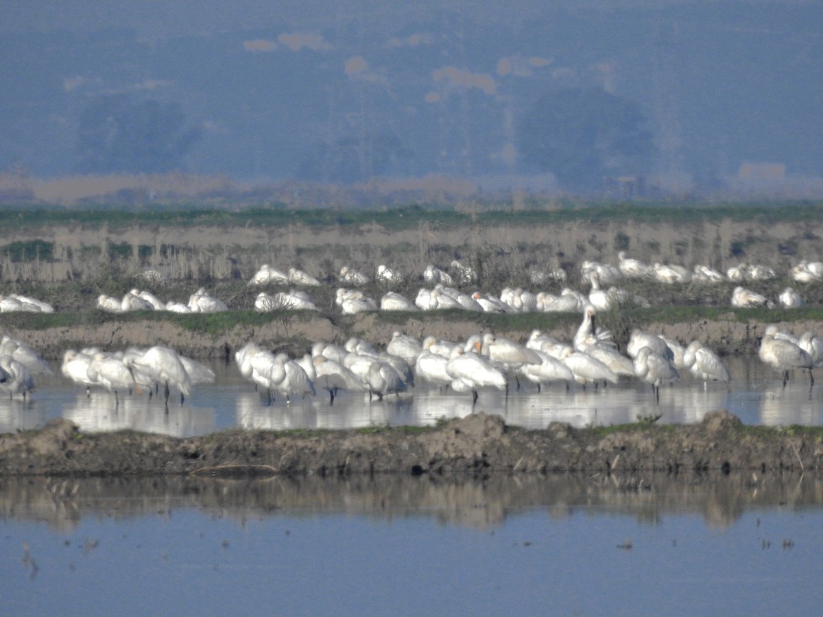 Kaşıkçı - ML647859350