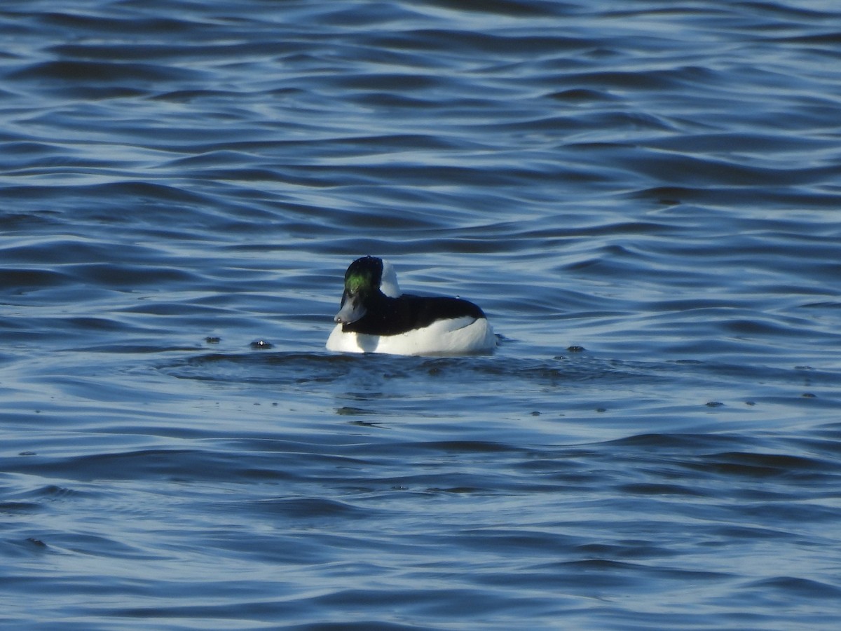 Bufflehead - ML647859352