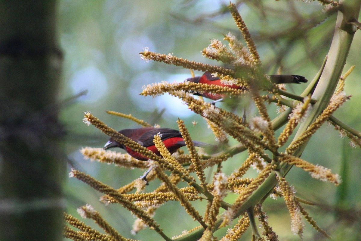 Al Sırtlı Tangara - ML647859358