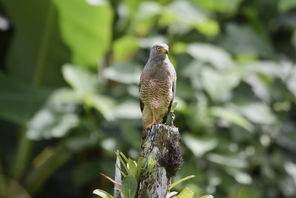 Yol Şahini - ML647859359