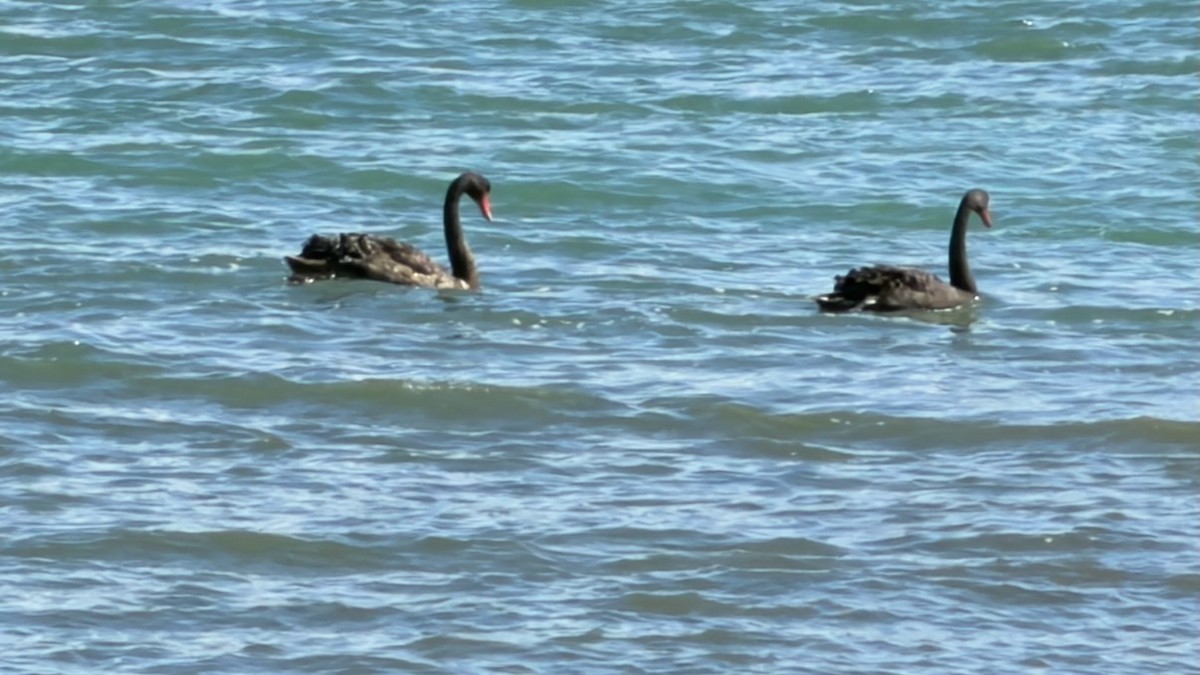 Kara Kuğu - ML647859368