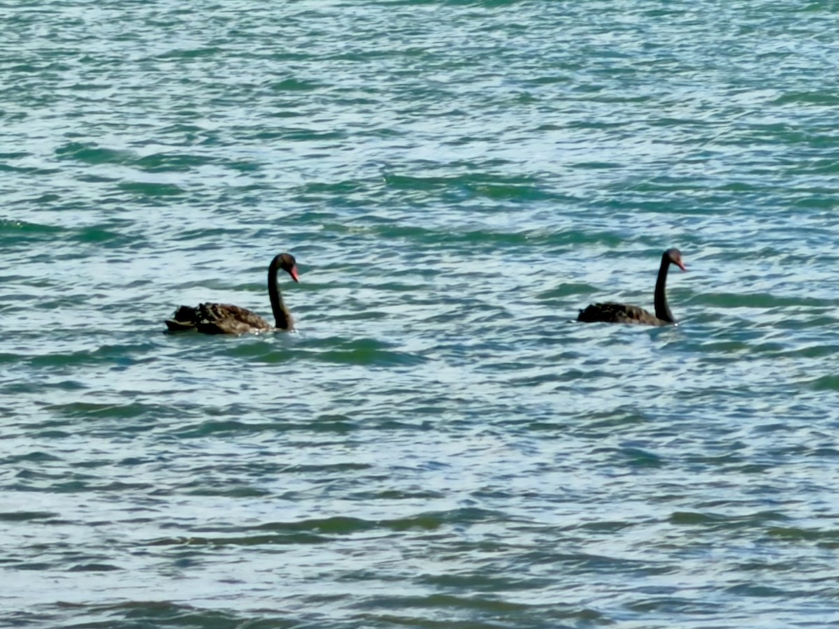 Kara Kuğu - ML647859369