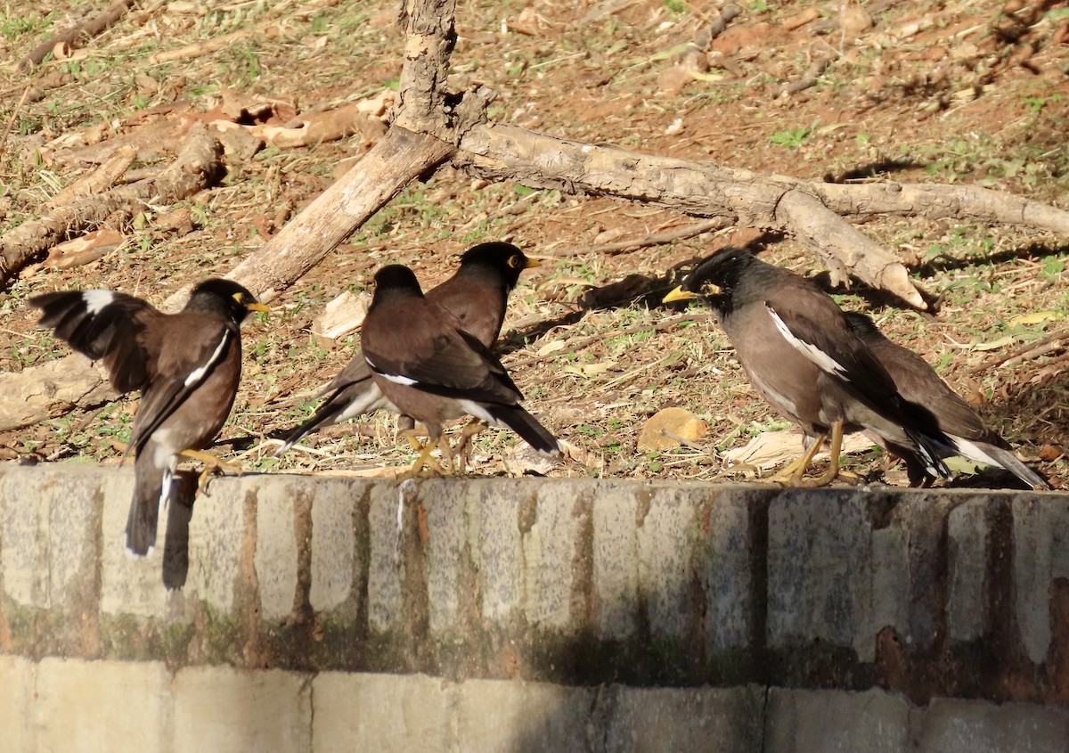 Çiğdeci - ML647859370