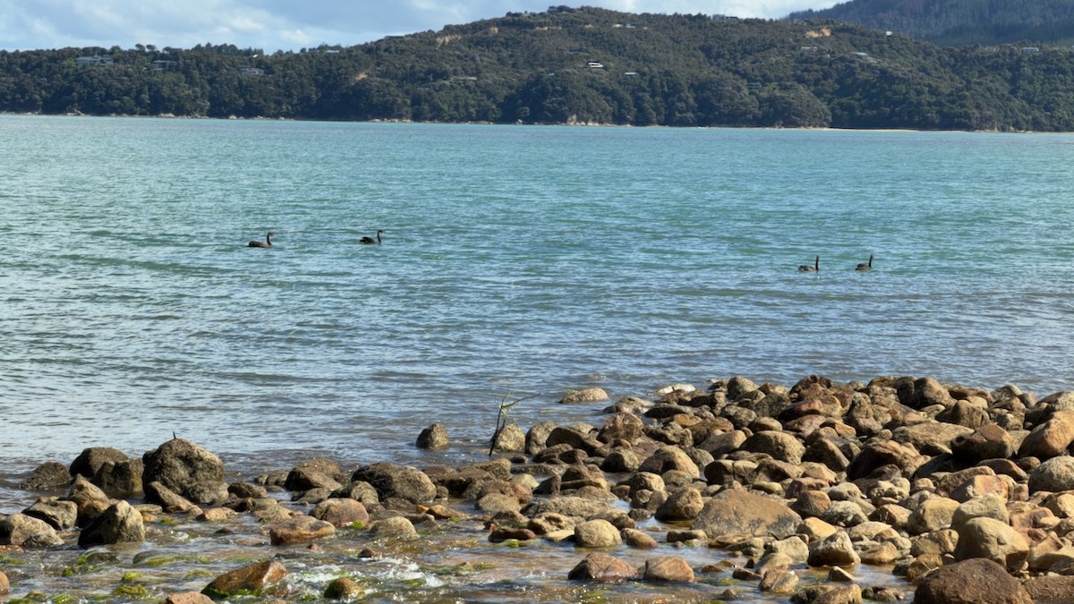 Kara Kuğu - ML647859371