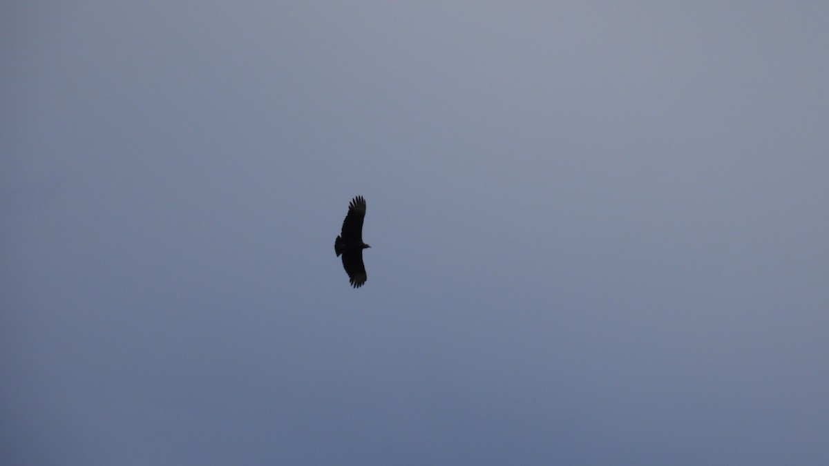 Karga Akbabası - ML647859372