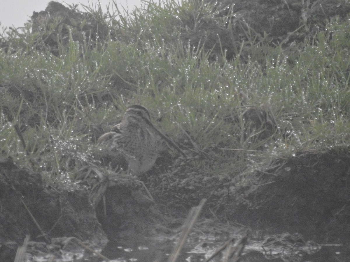 Suçulluğu - ML647859376