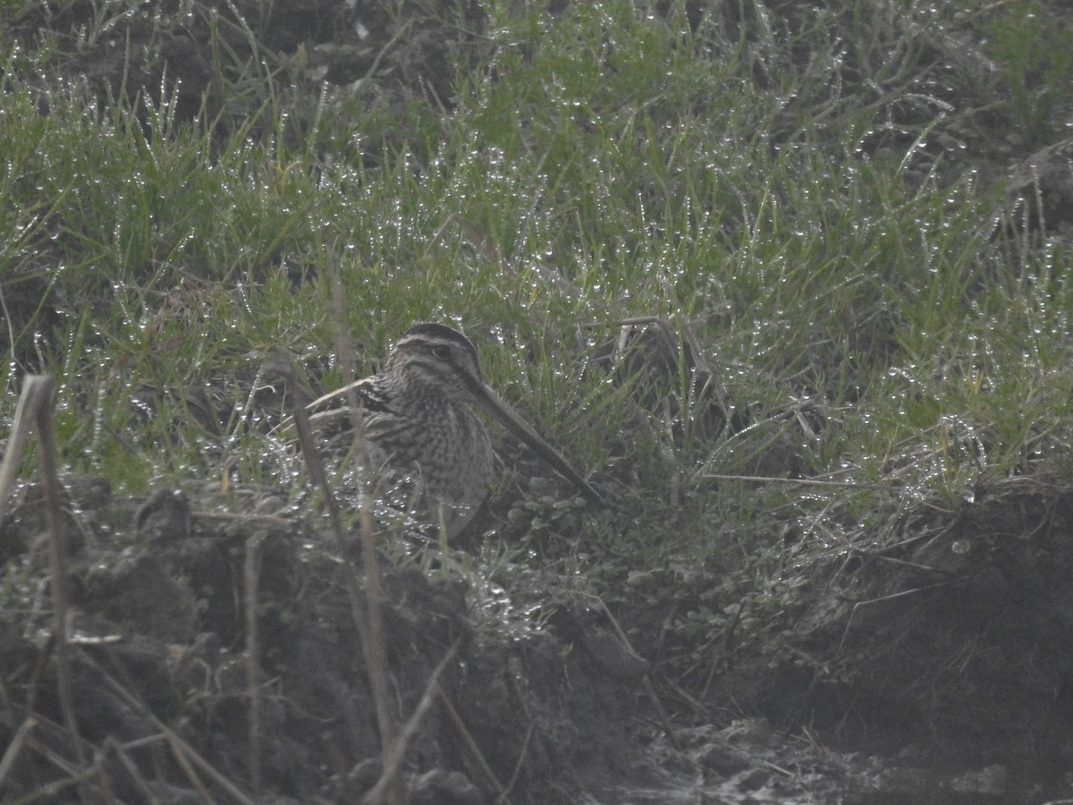 Suçulluğu - ML647859377