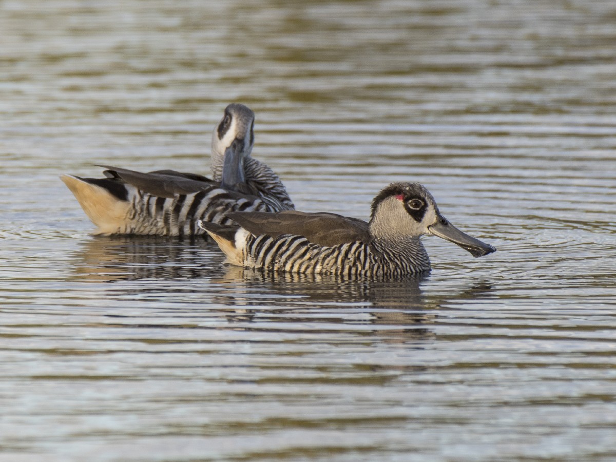 Zebra Ördeği - ML647859380