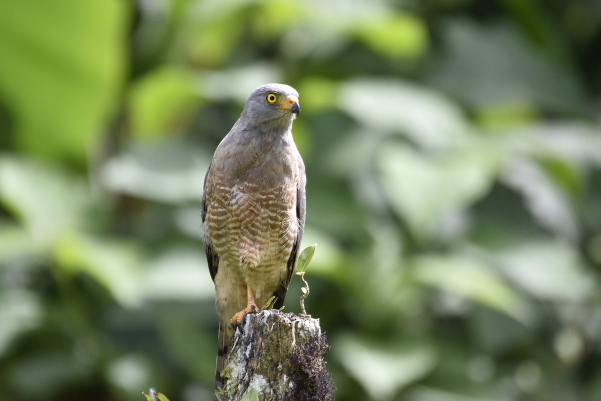 Yol Şahini - ML647859382