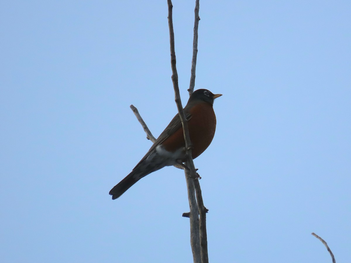 Göçmen Ardıç - ML647859384