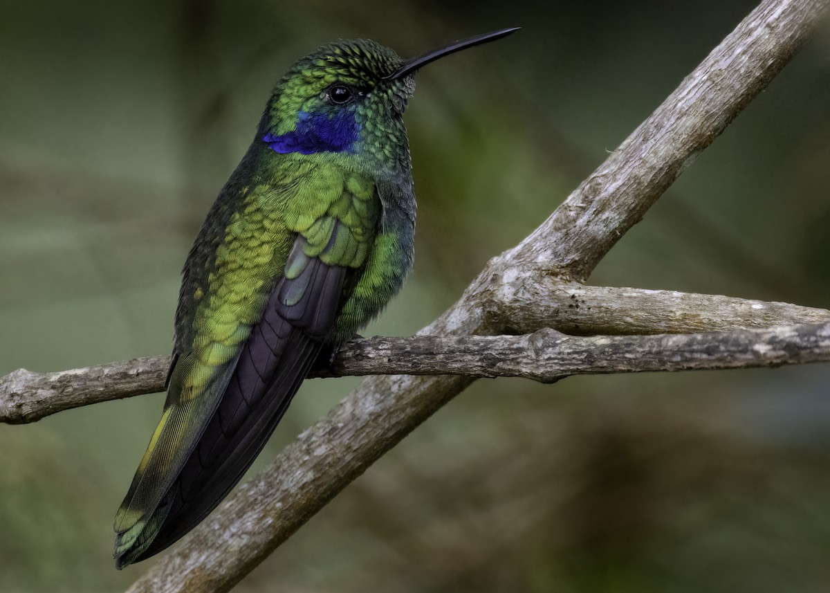 Küçük Morkulak - ML647859386