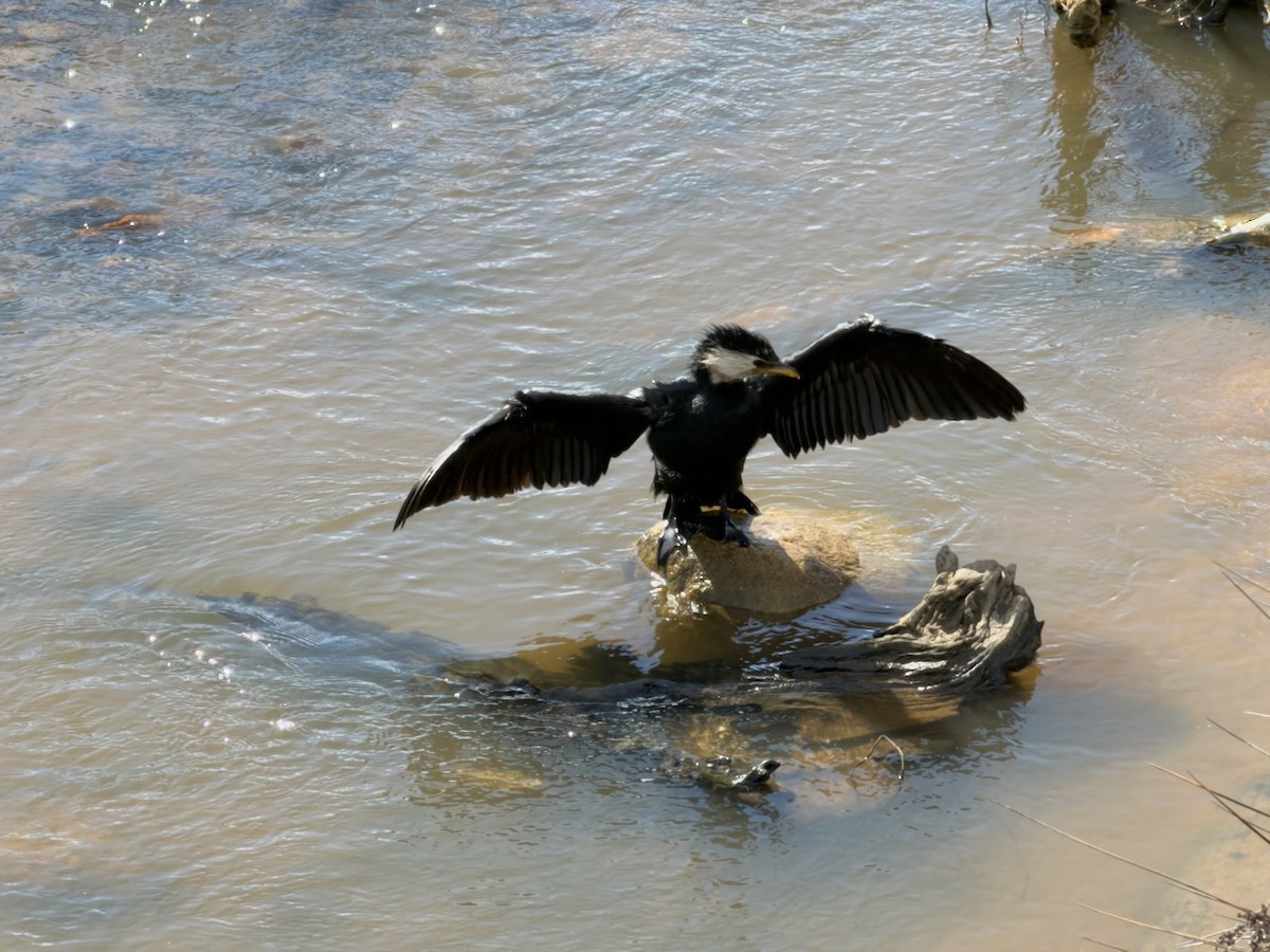 Alaca Küçük Karabatak - ML647859387