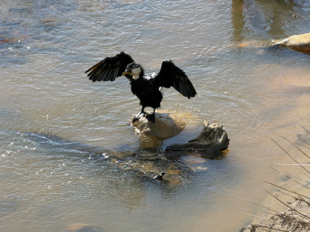 Alaca Küçük Karabatak - ML647859388