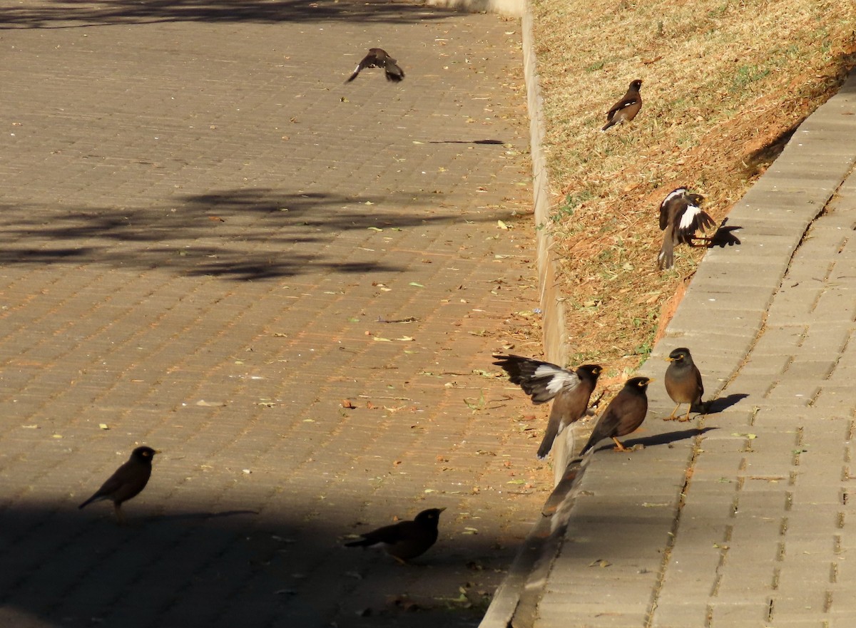 Çiğdeci - ML647859389