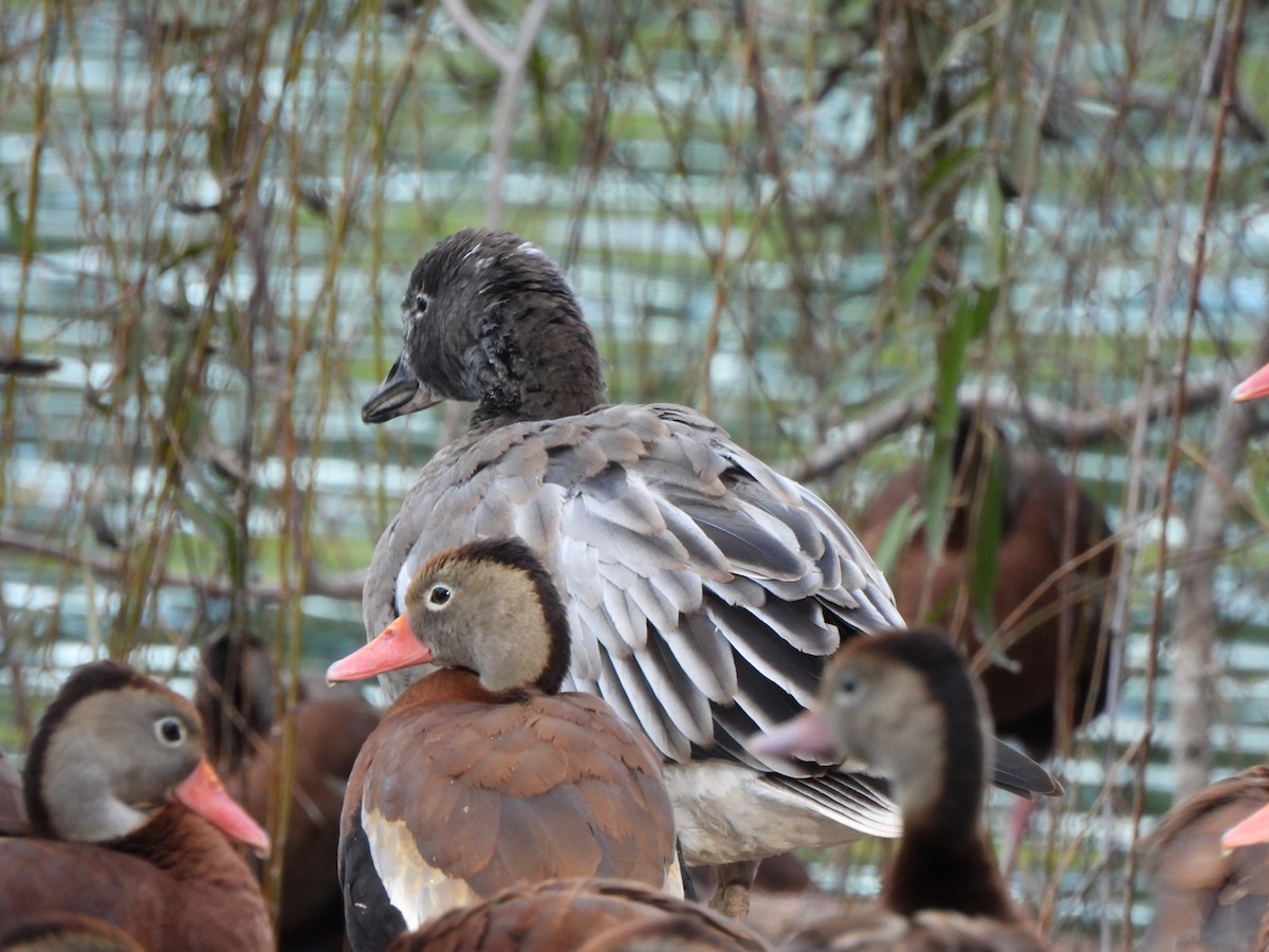 Kara Karınlı Islıkçı Ördek - ML647859390
