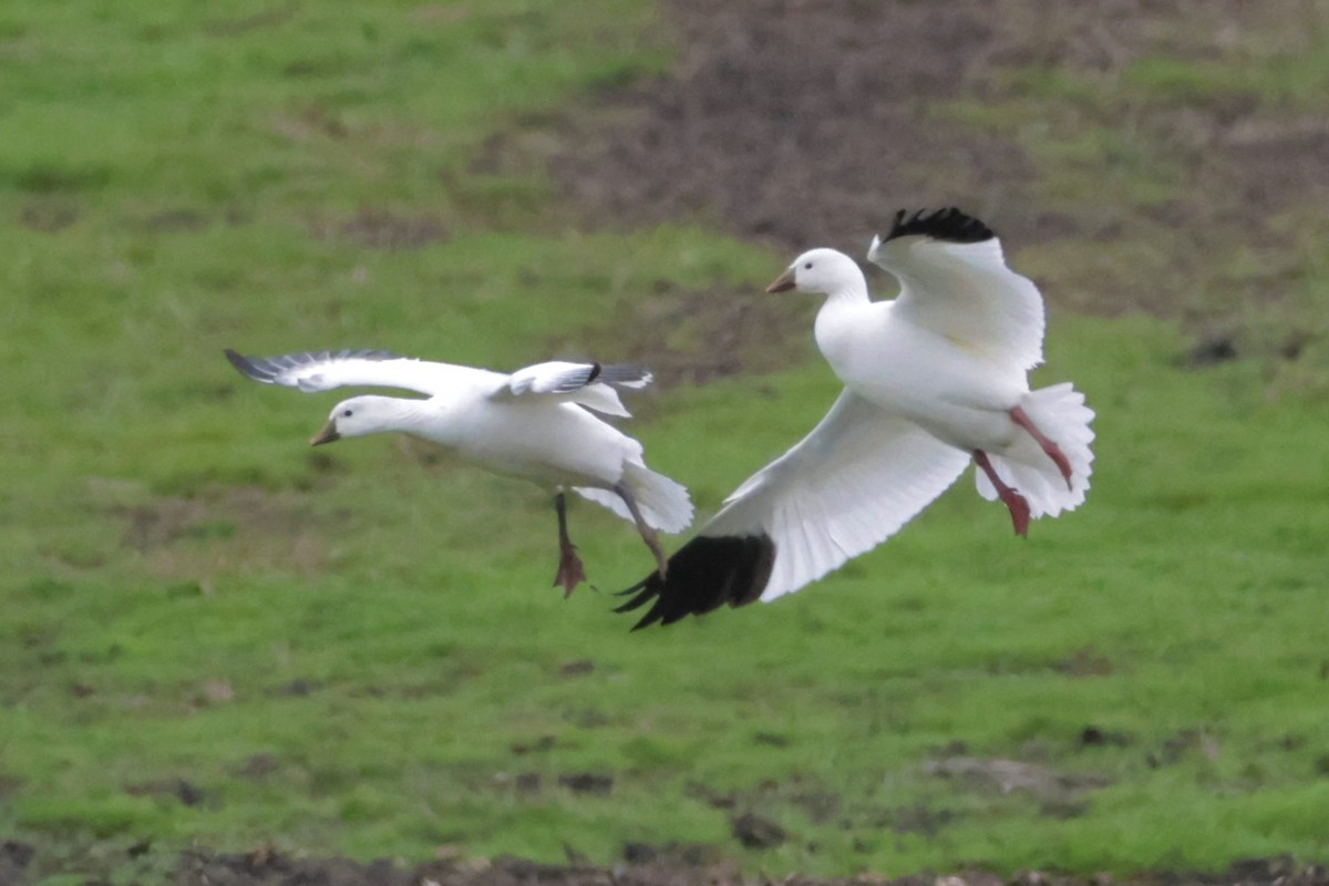 Küçük Kar Kazı - ML647859391