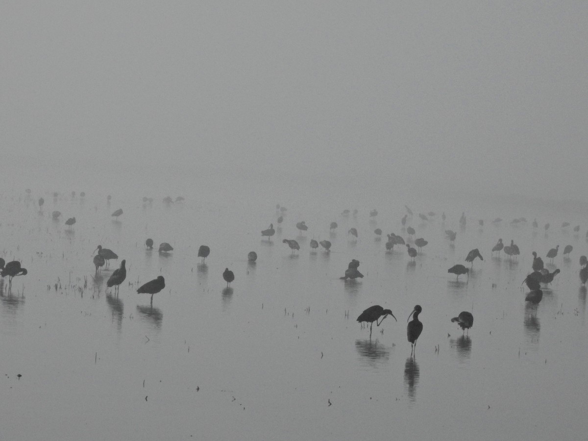 Çeltikçi - ML647859394