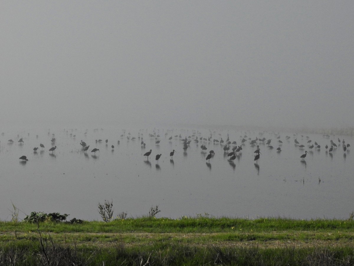 Çeltikçi - ML647859395