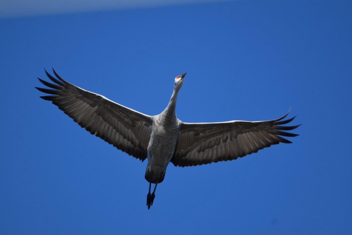 Kanada Turnası - ML647859397