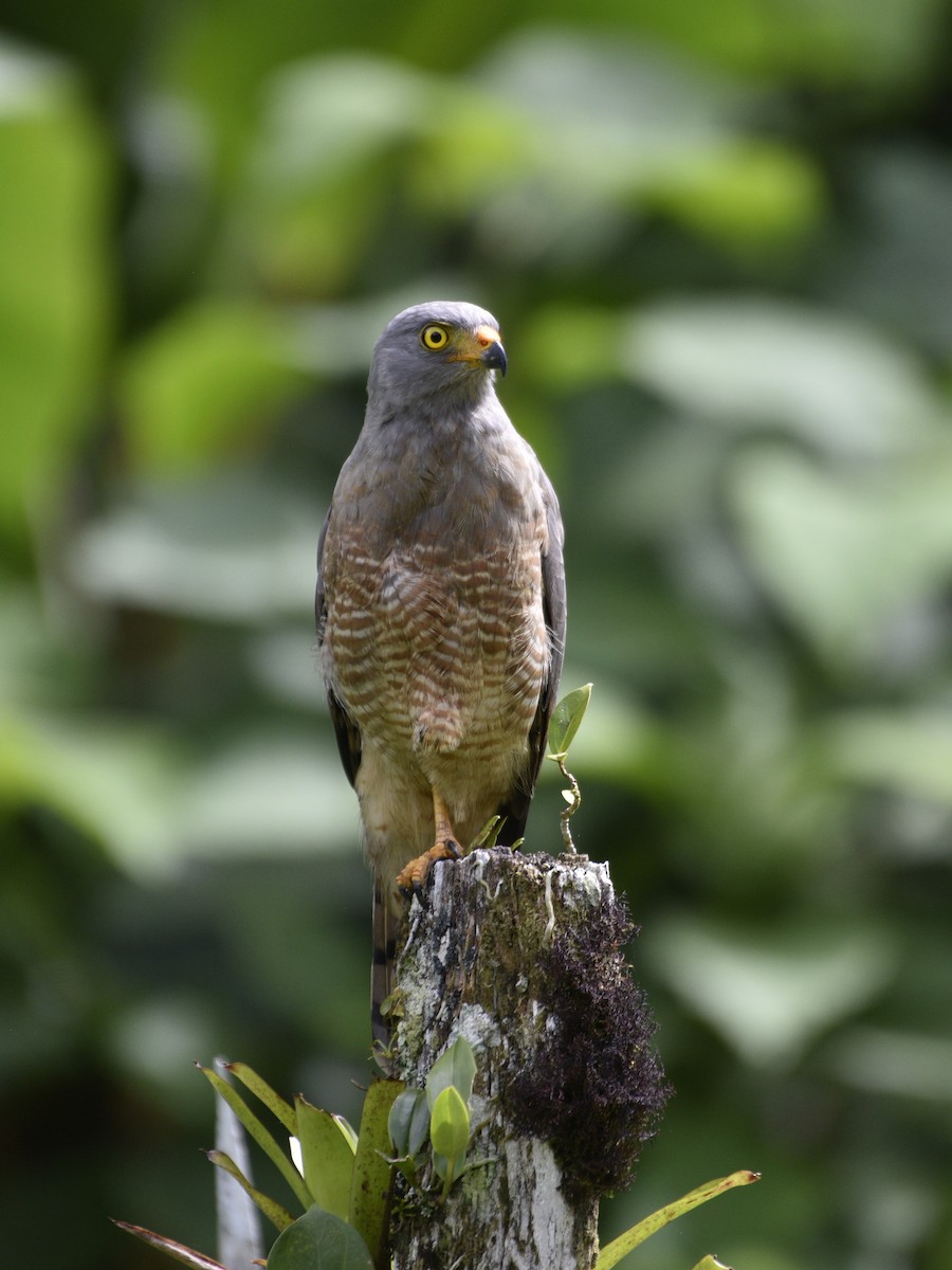 Yol Şahini - ML647859398