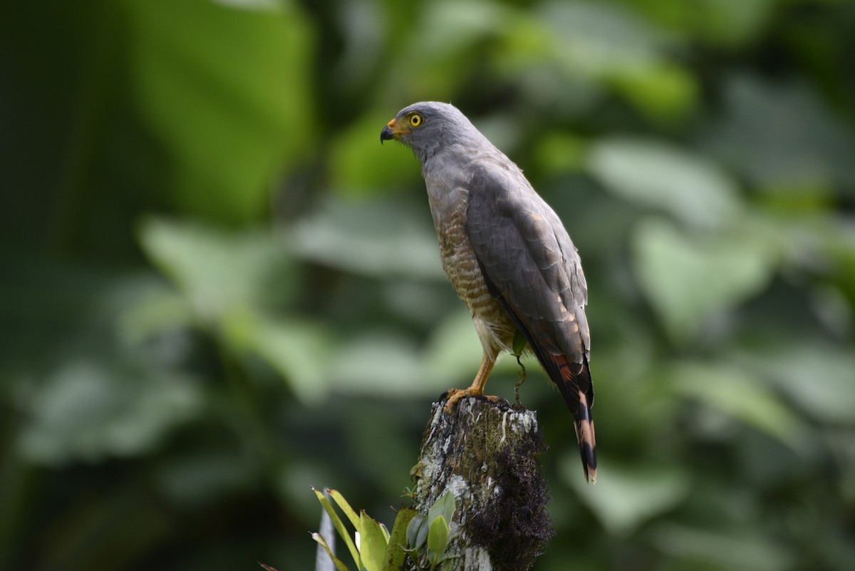 Roadside Hawk - ML647859407
