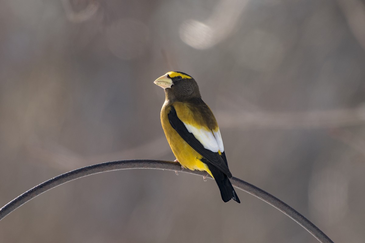 キビタイシメ（第3型） - ML647859420