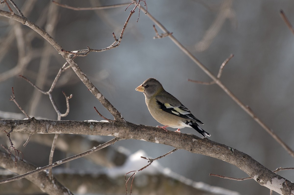 キビタイシメ（第3型） - ML647859421