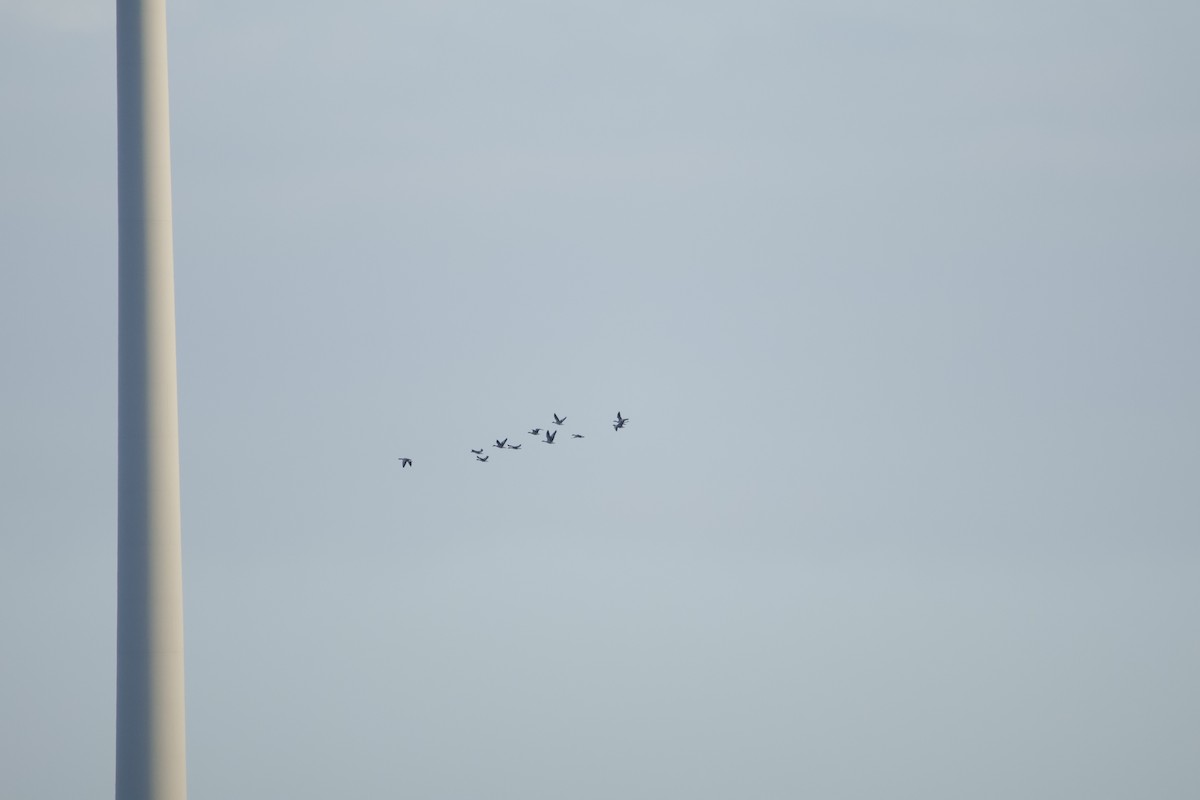 Graylag Goose - ML647859440