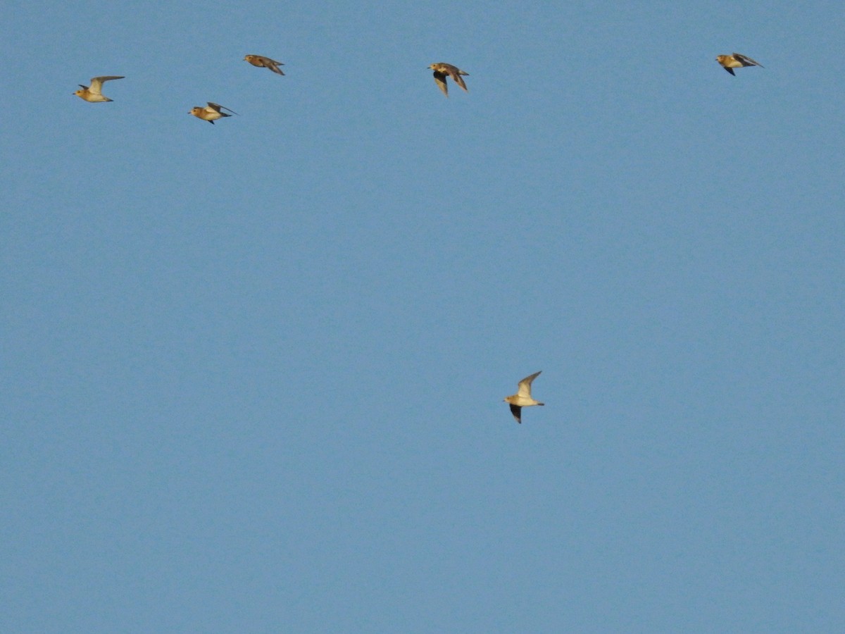 Сивка звичайна - ML647859442