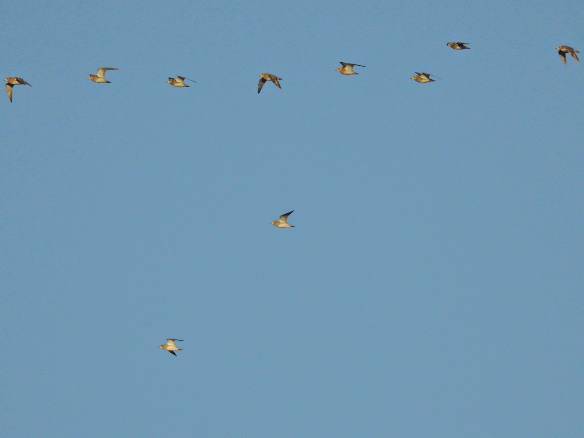 Сивка звичайна - ML647859443