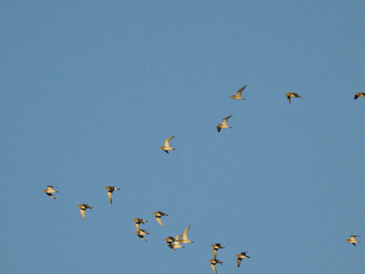 Сивка звичайна - ML647859445