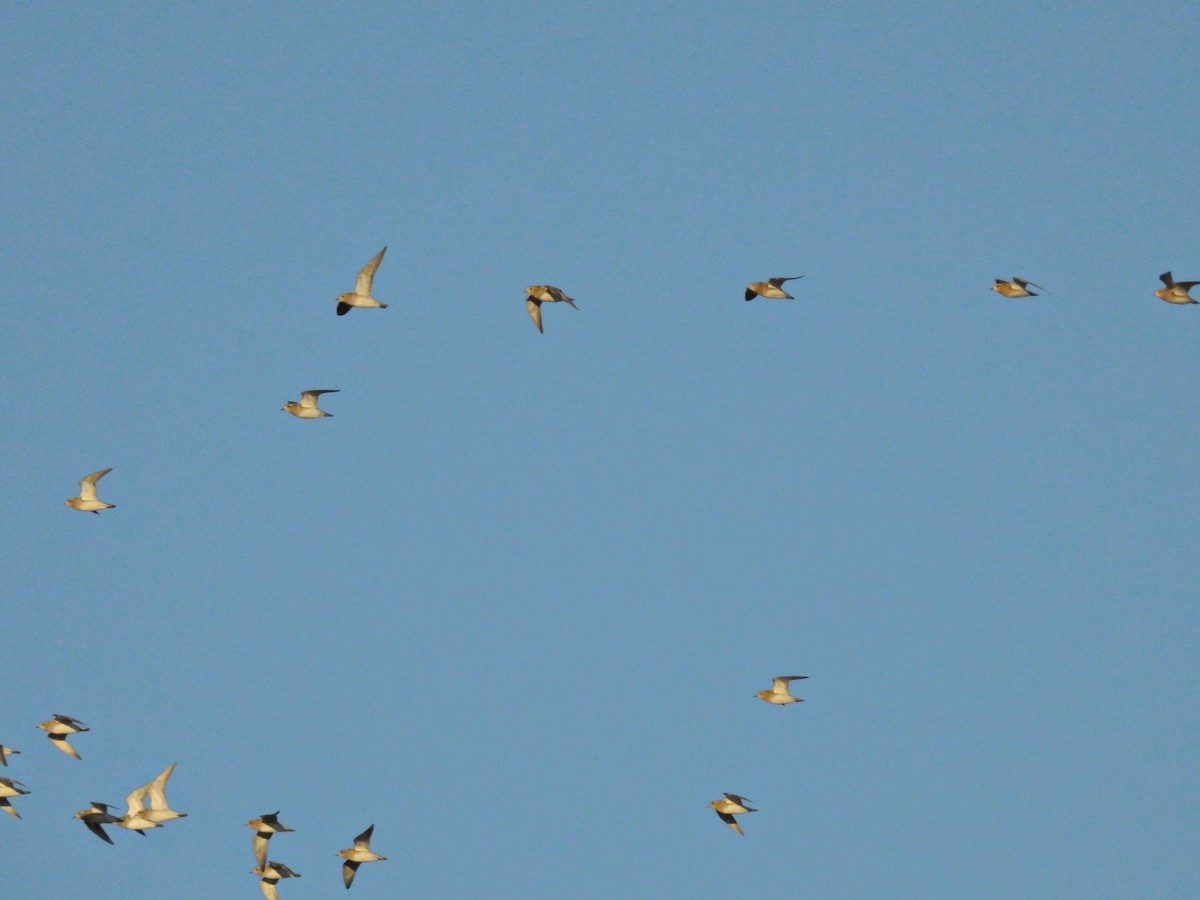 Сивка звичайна - ML647859446