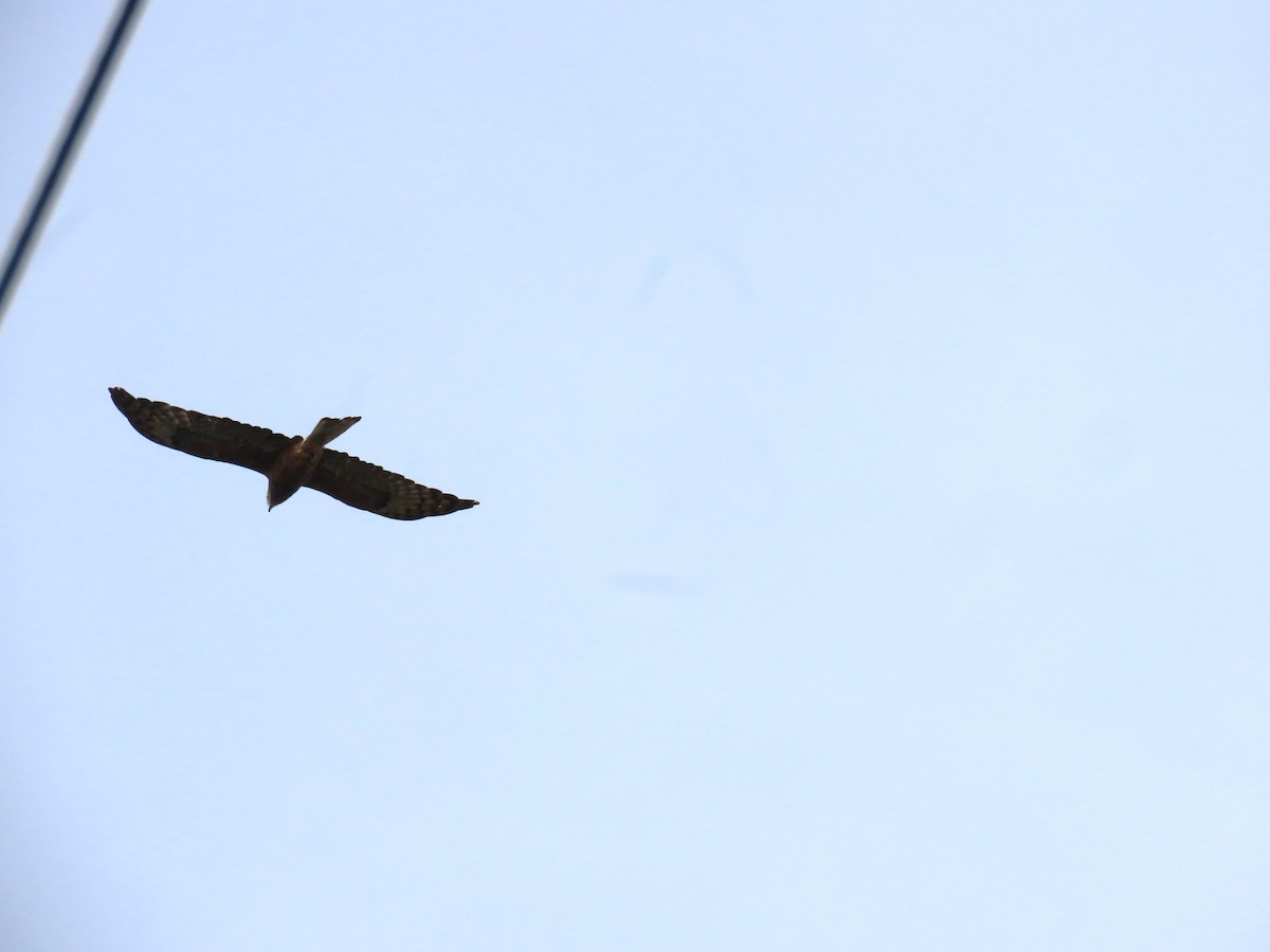 Milano Colicuadrado - ML647859454