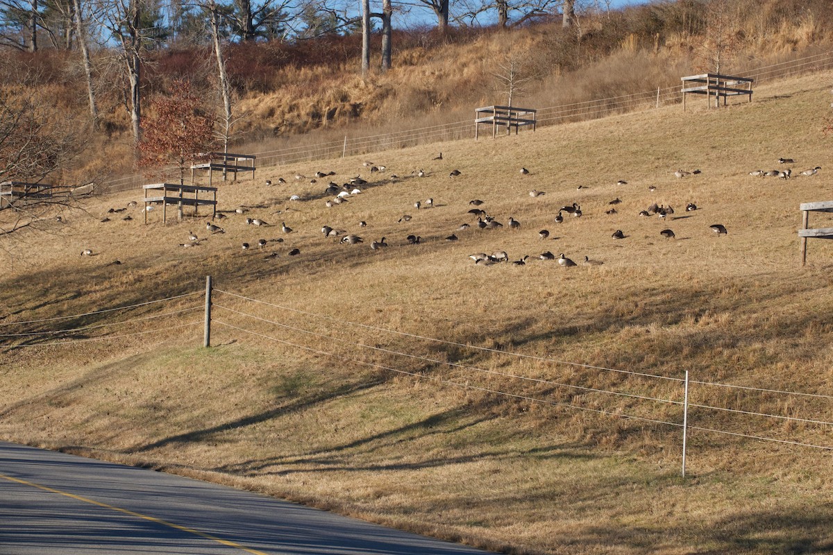 Казарка канадська - ML647859459