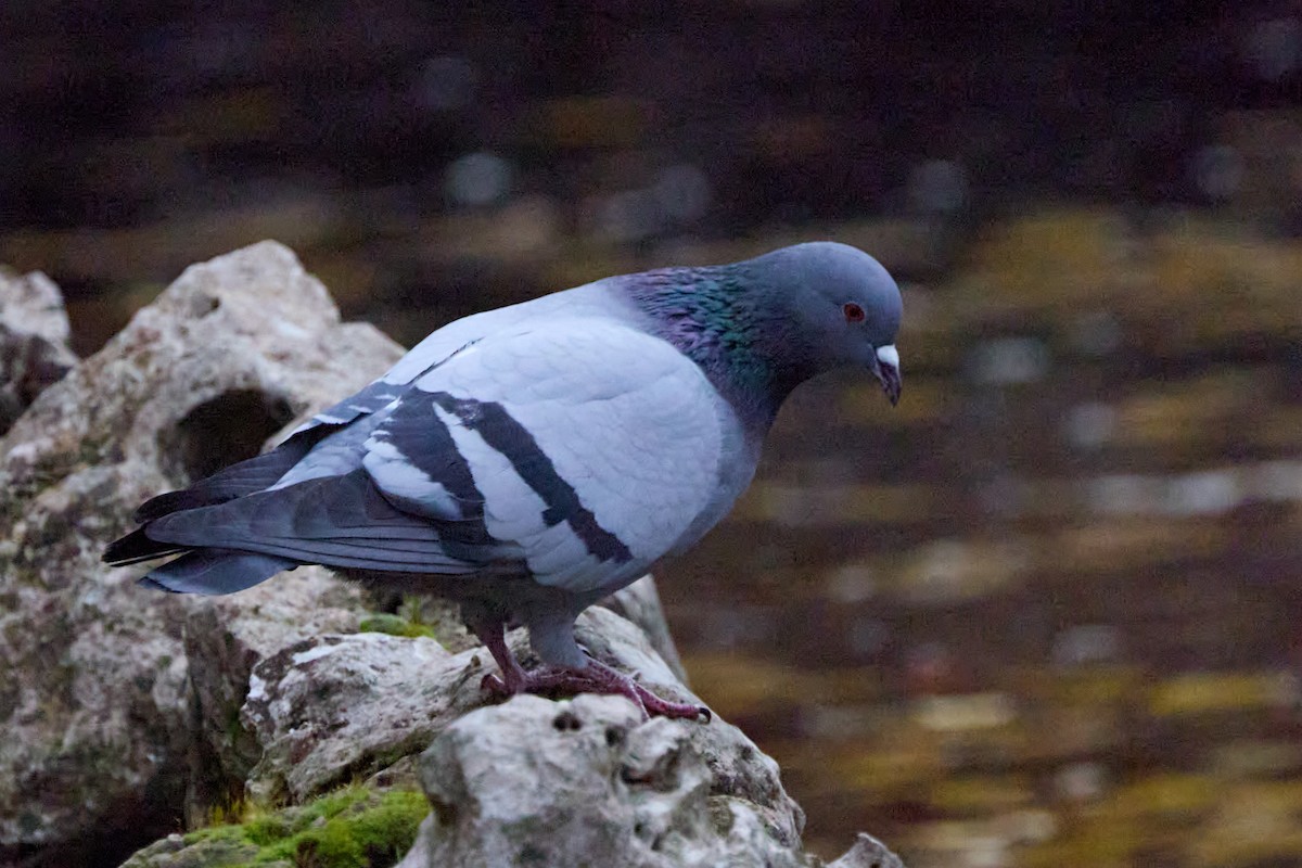 Rock Pigeon (Feral Pigeon) - ML647859478