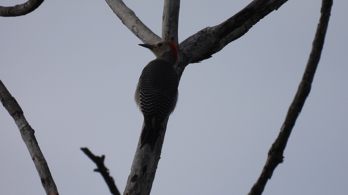 Golden-fronted Woodpecker - ML647859479
